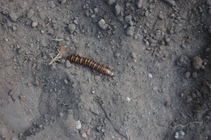 Orange and black caterpillar