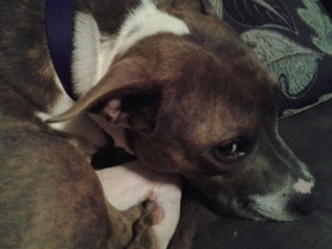 Bell, a cute brown dog curled up on a couch