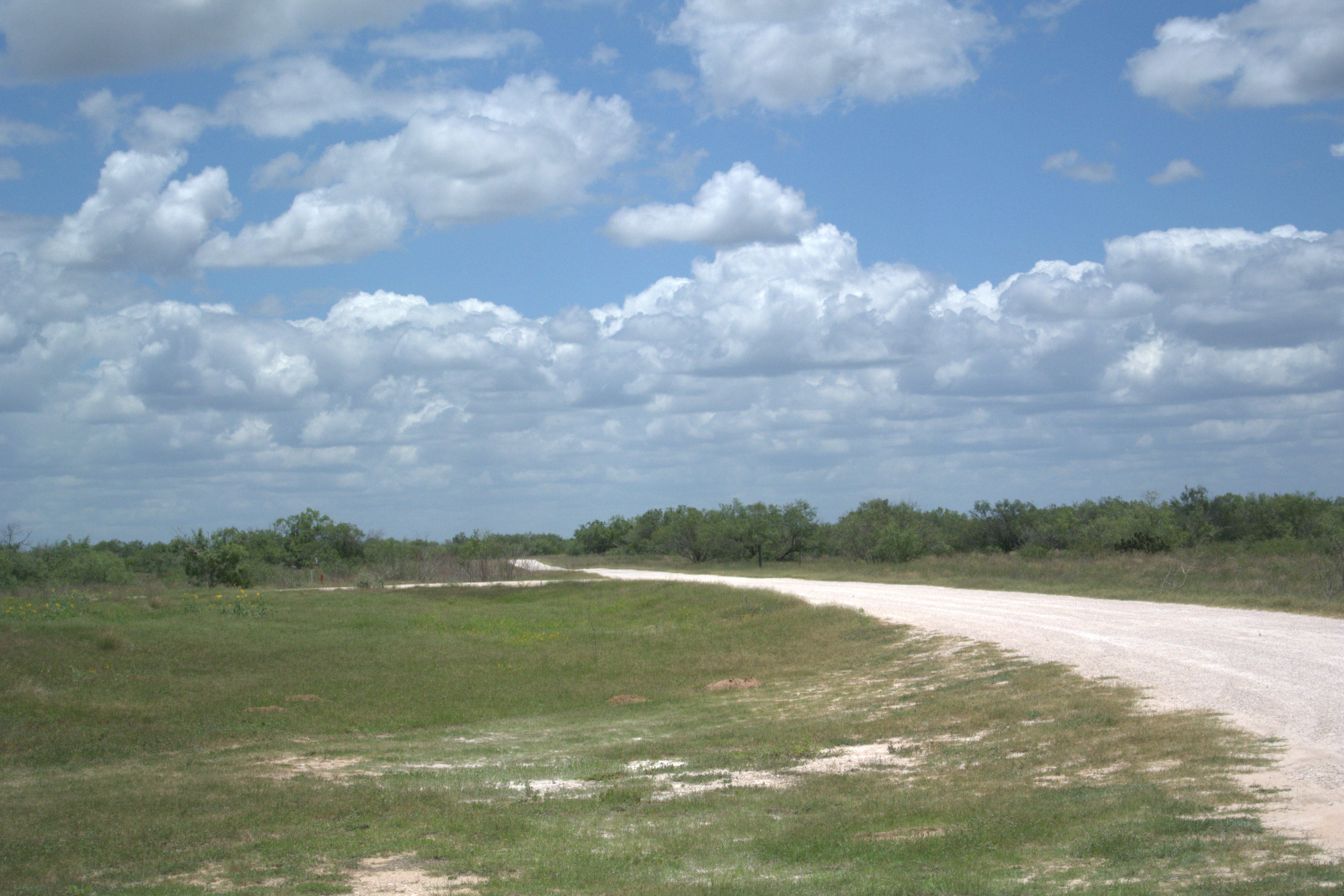 A white dirt road extending into the brush with blue skies above