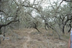 A path formed by migrants