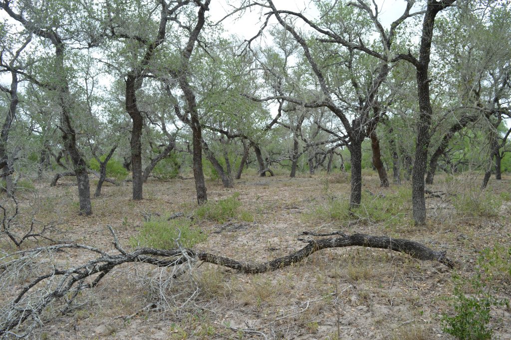 An area of dense trees