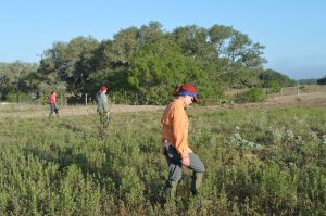 Team members conducting a line search