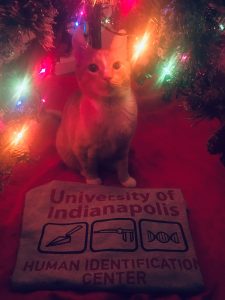 Orange cat with our t-shirt and Christmas lights