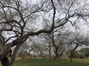 Dense trees