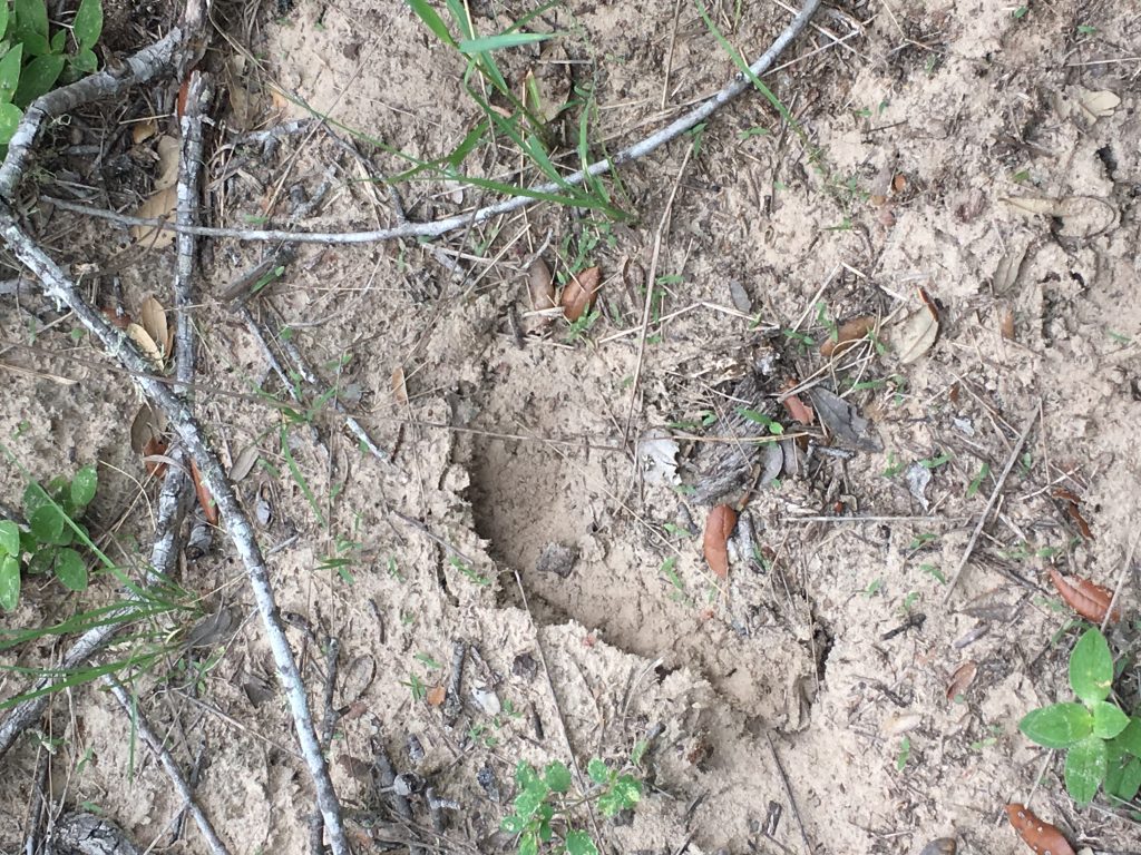 A footprint I found in the brush