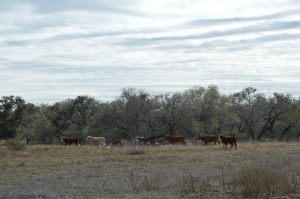 Family of cows