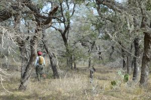 Searching in the brush