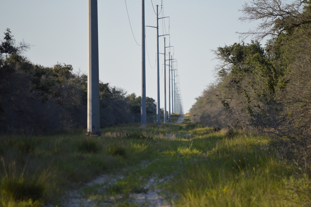 High-wire power lines extending as far as the eye can see in a small opening in the brush