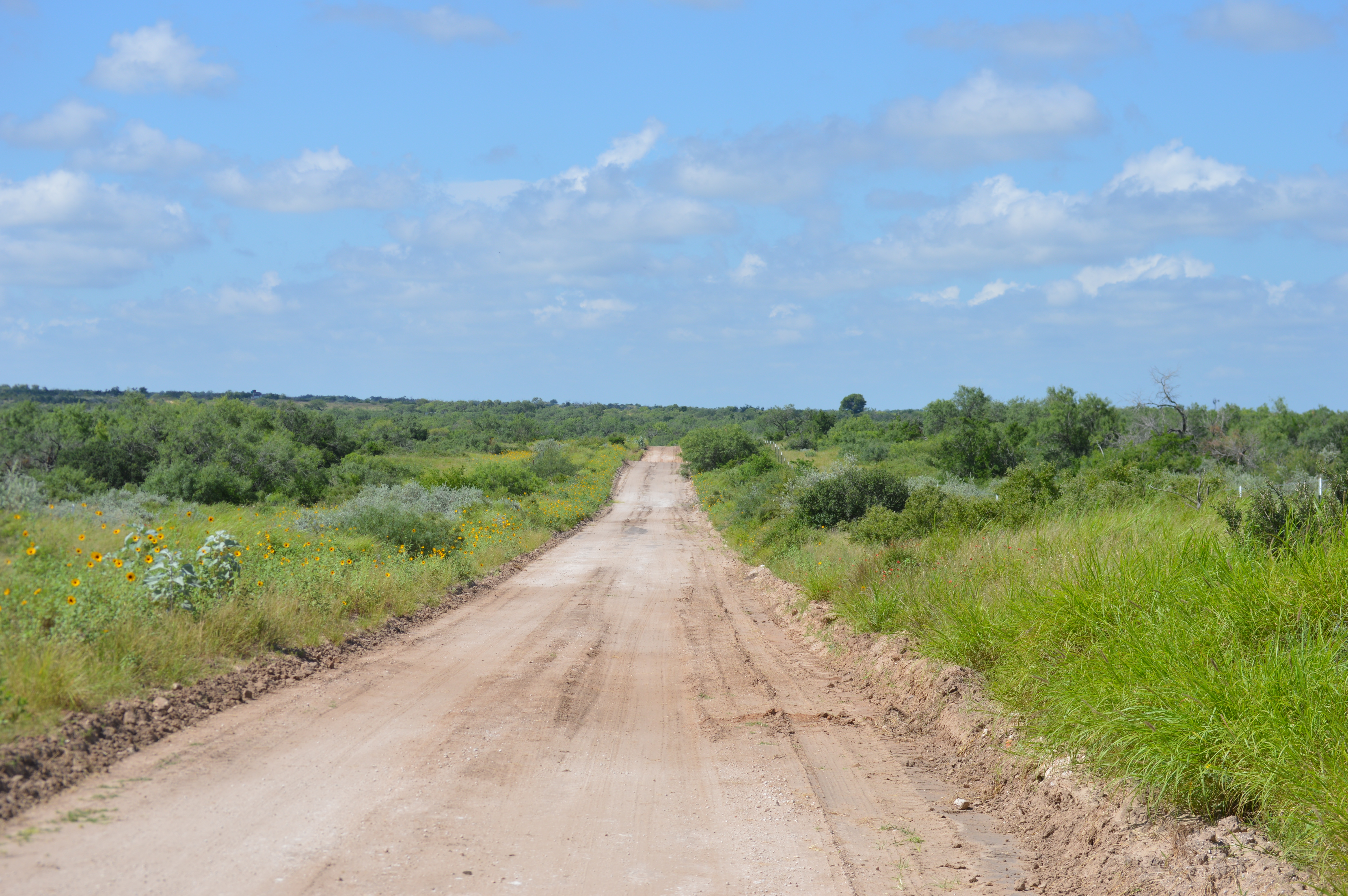A road going down through the Texas Brush with blue skies and greenery