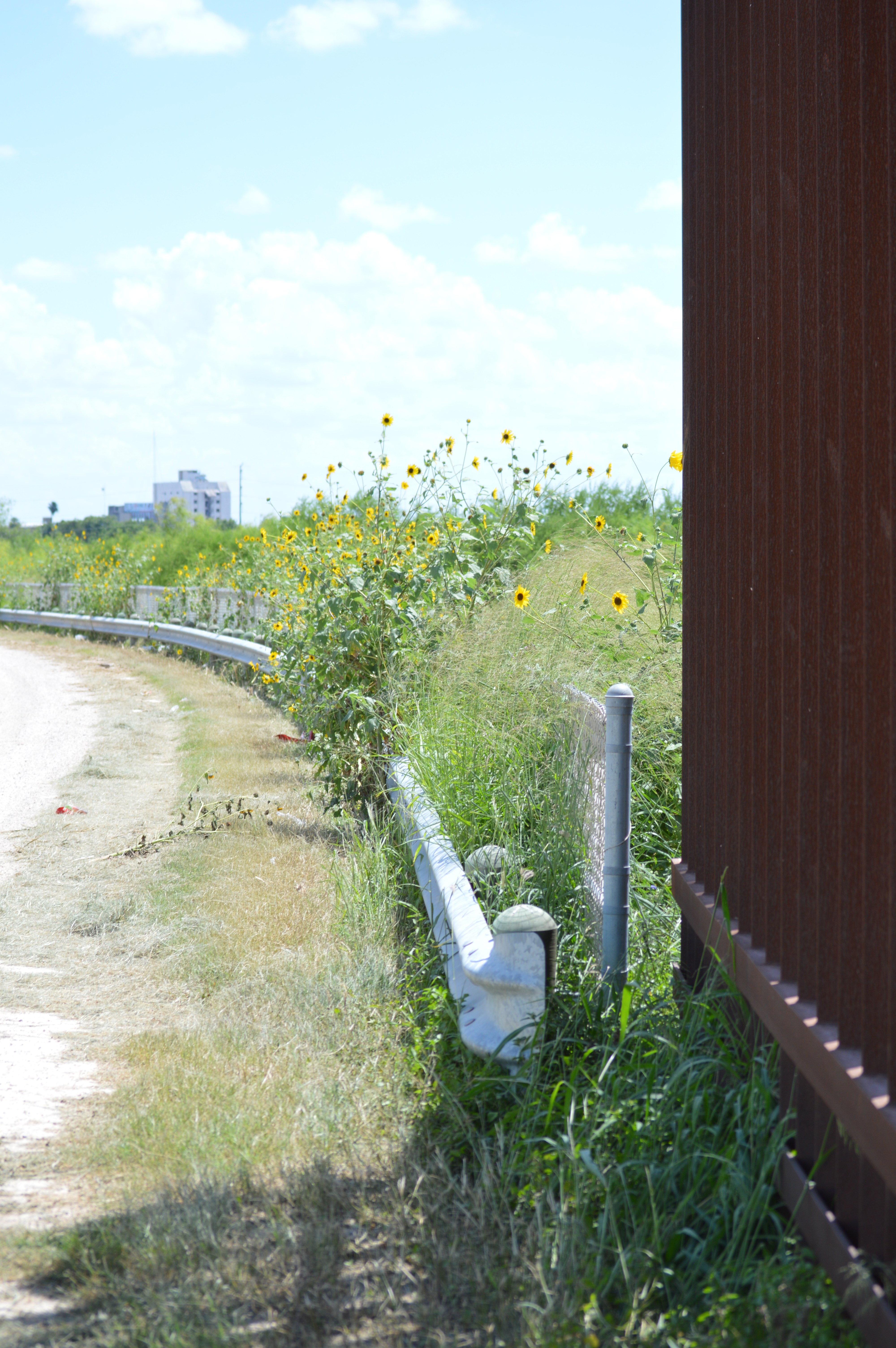 Yellow flowers growing over the border barrier attached to the border wall with Mexico visible in the background