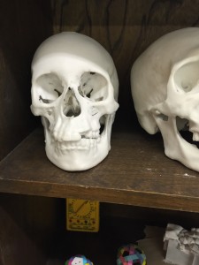 3D printed skull on a shelf