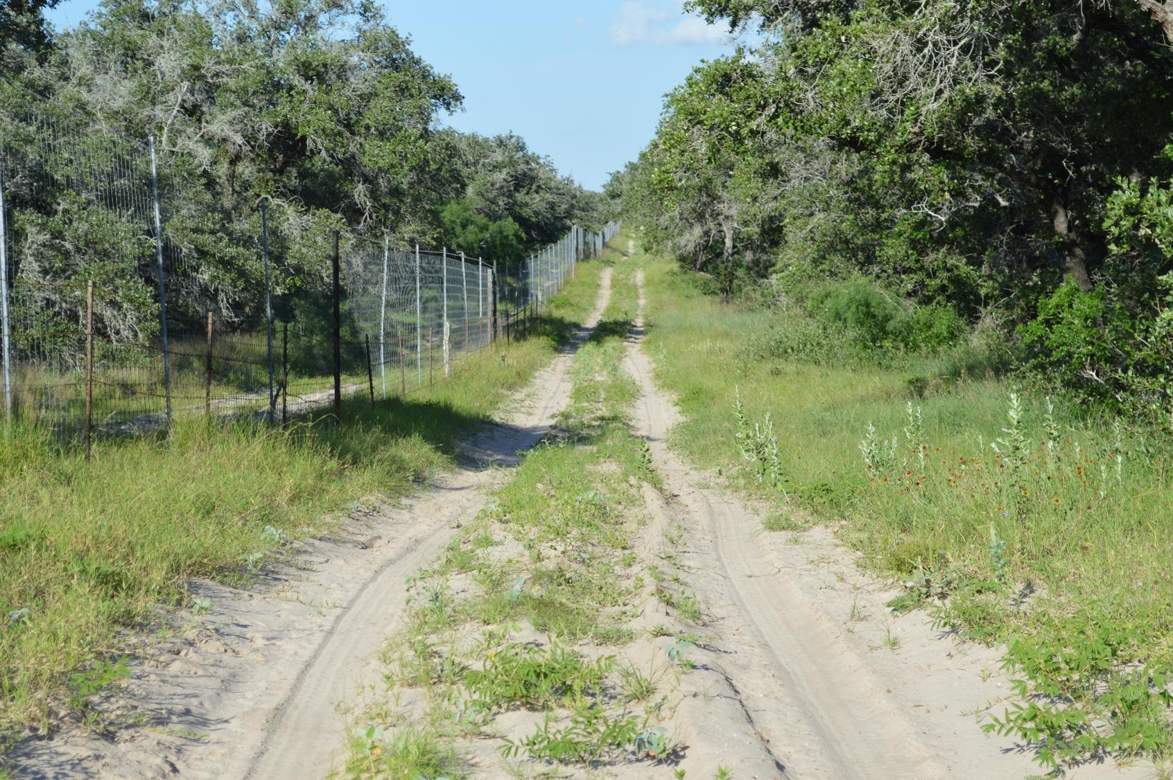 Dirt road in the brush with a wire fence on the left side and trees to the right