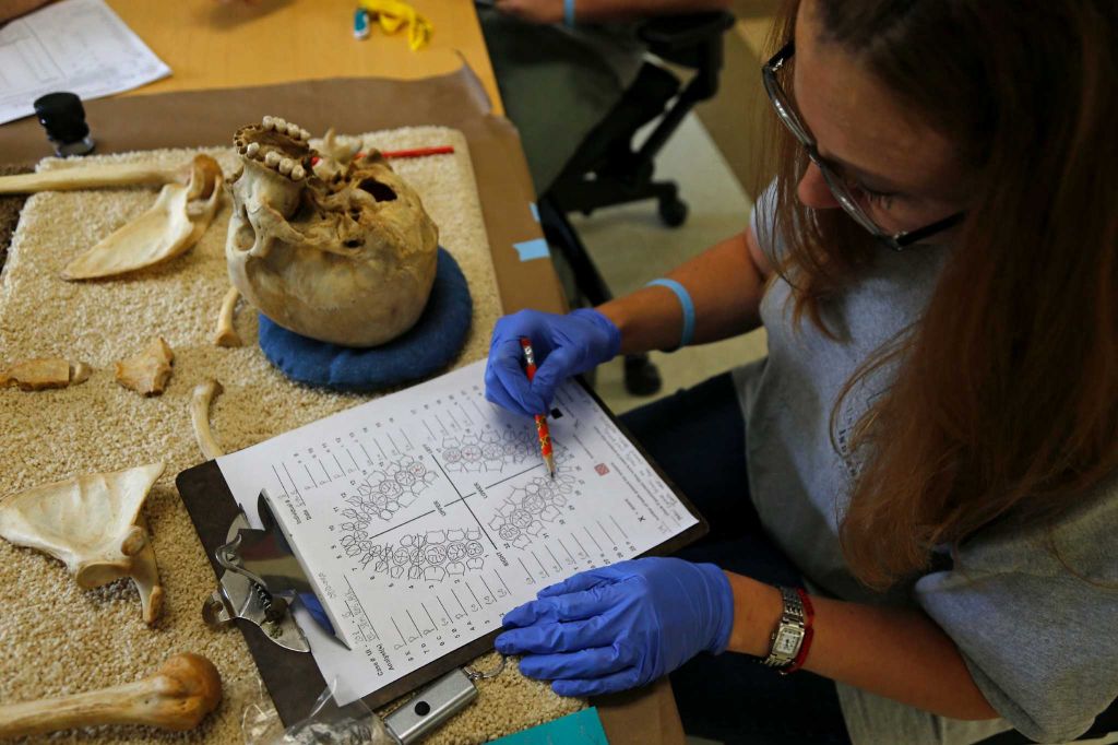 Photo of Dr. Krista Latham completing a dental analysis chart with a cranium and other skeletal elements laid out by the Houston Chronicle