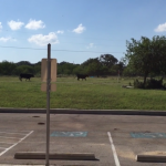 Cows outside the Osteological Research and Processing Laboratory on the ranch it is located on