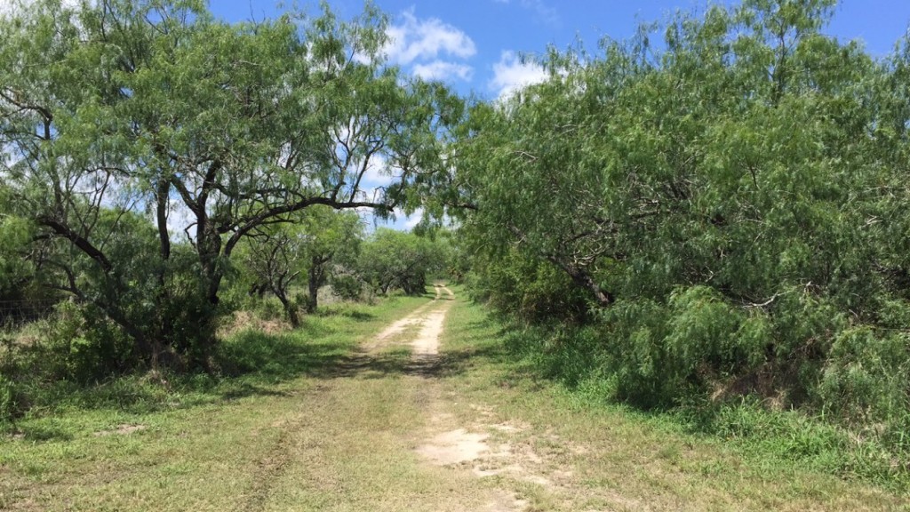 Looking down a dirt road through the trees