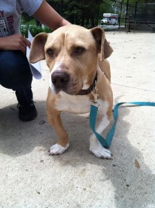 A brown and white dog