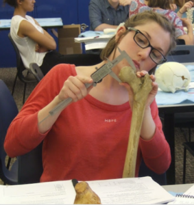 Team member Leann measuring a bone
