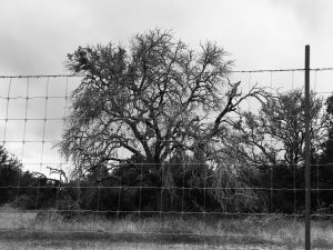 Black and white image looking through a fence into farmland.