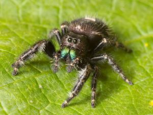 Close up of a spider on a leaf.