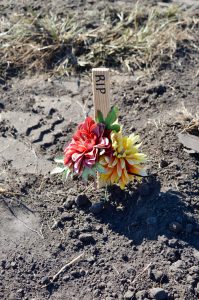 Wood grave marker with flowers.