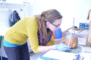 Rachel measuring a skull