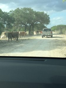 Cows on the side of a road