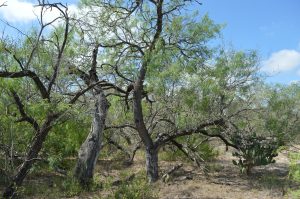 Sunny skies and dense thickets