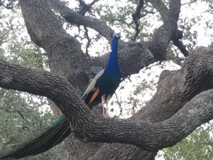 One of Peggy and Bill's peacocks up in a tree