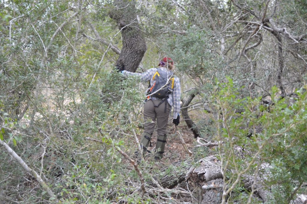 Team member searching the brush