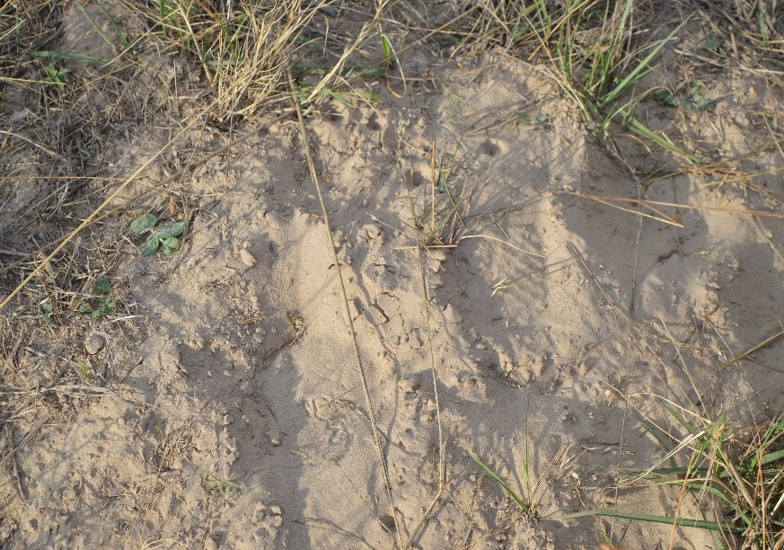 Footprints in sand