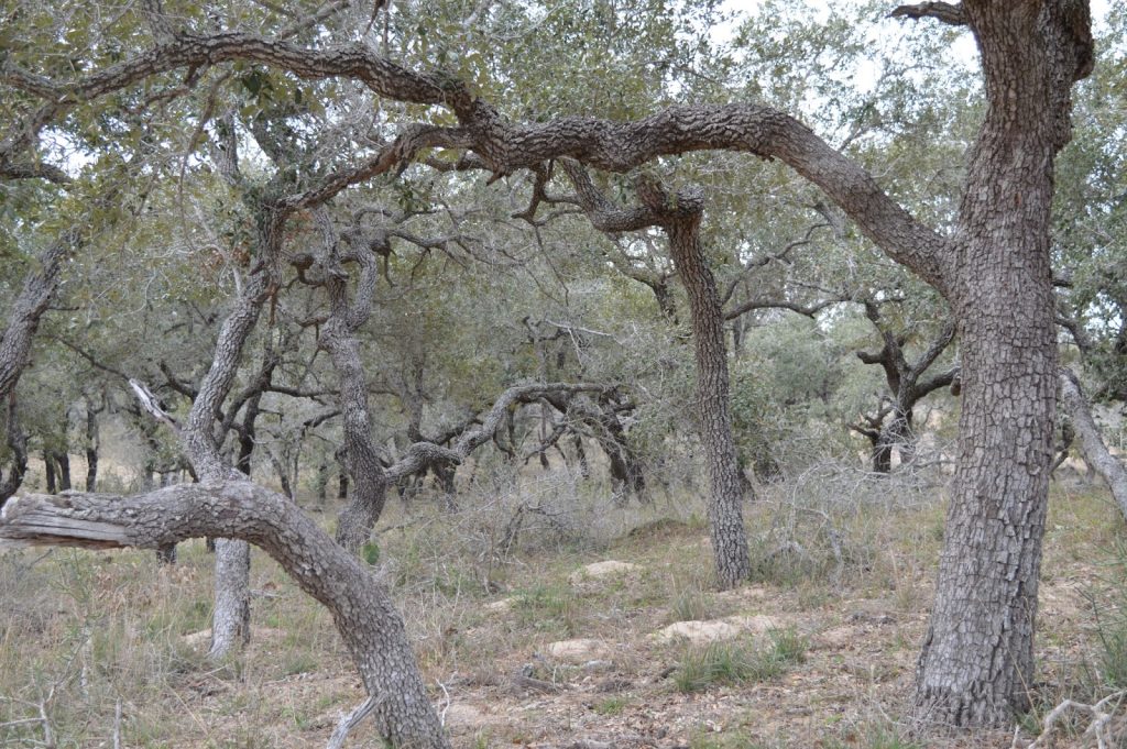 Dense Trees on a ranch