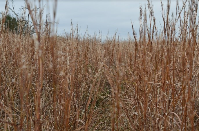 Long grass