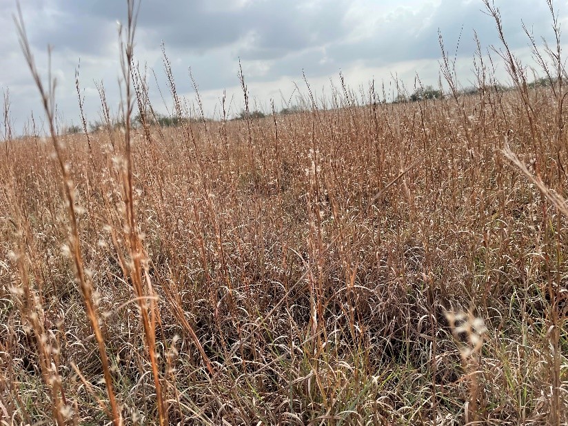 Tall grass