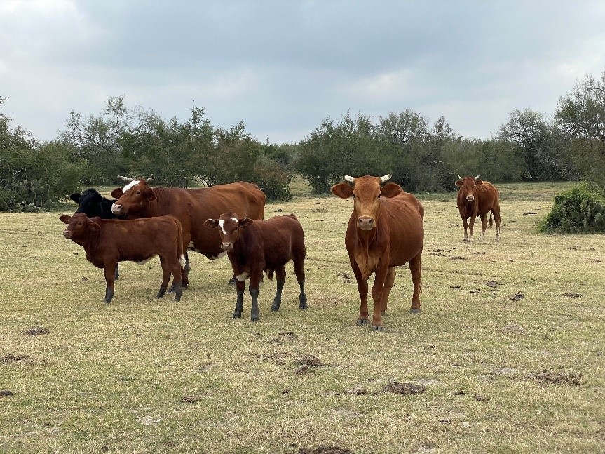 A group of cows