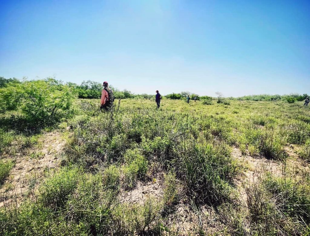 Team members searching the brush in south Texas
