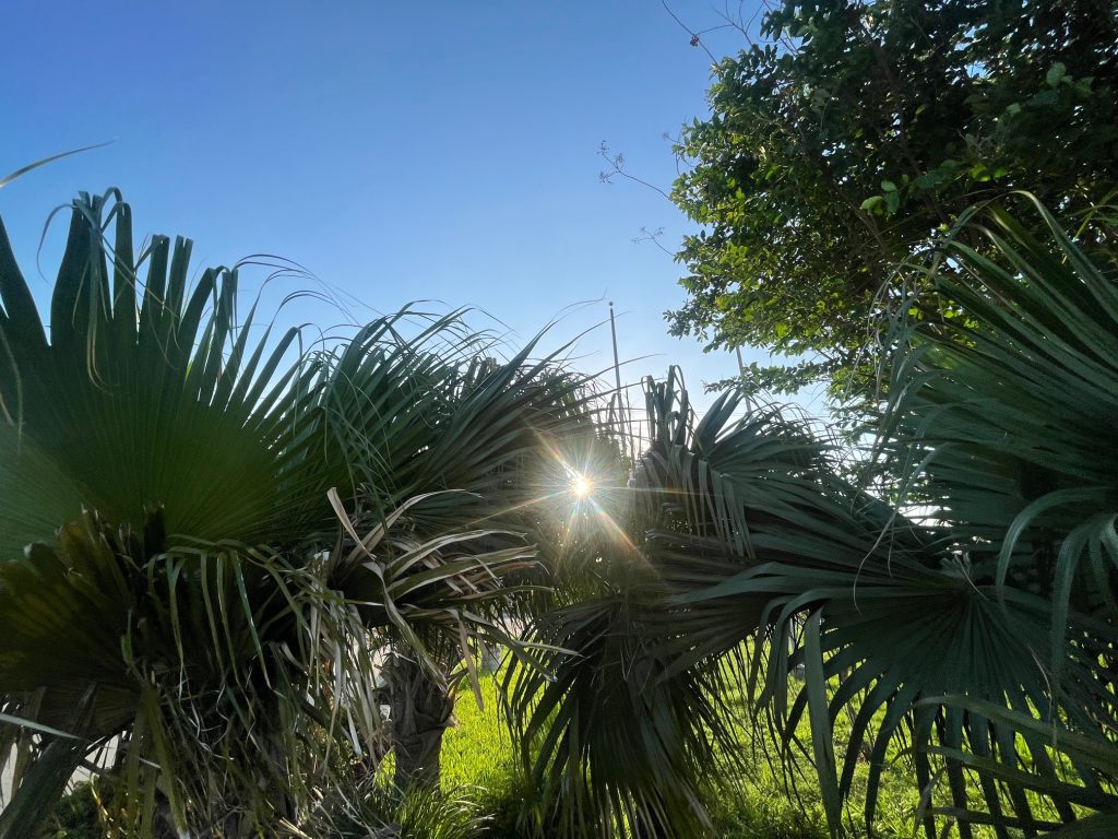 Palm trees and sunshine