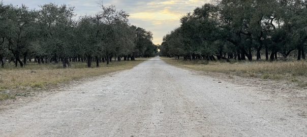 Road surrounded by brush