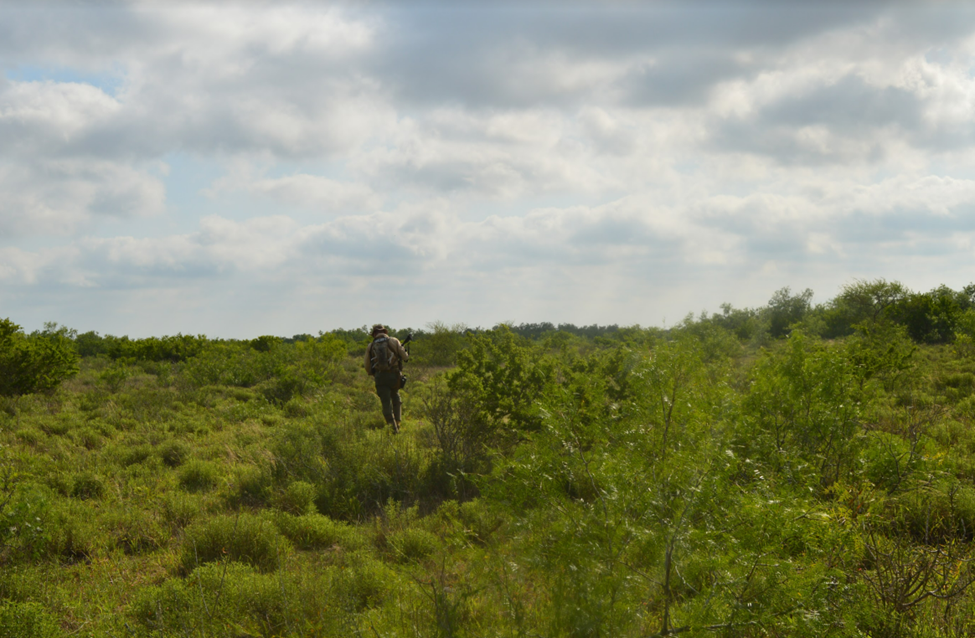 Don searching in the brush