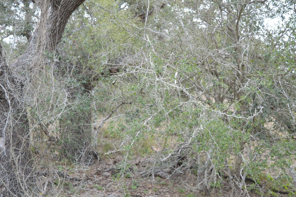 South Texas vegetation