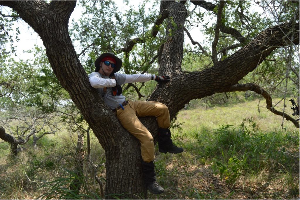 Austin in a tree