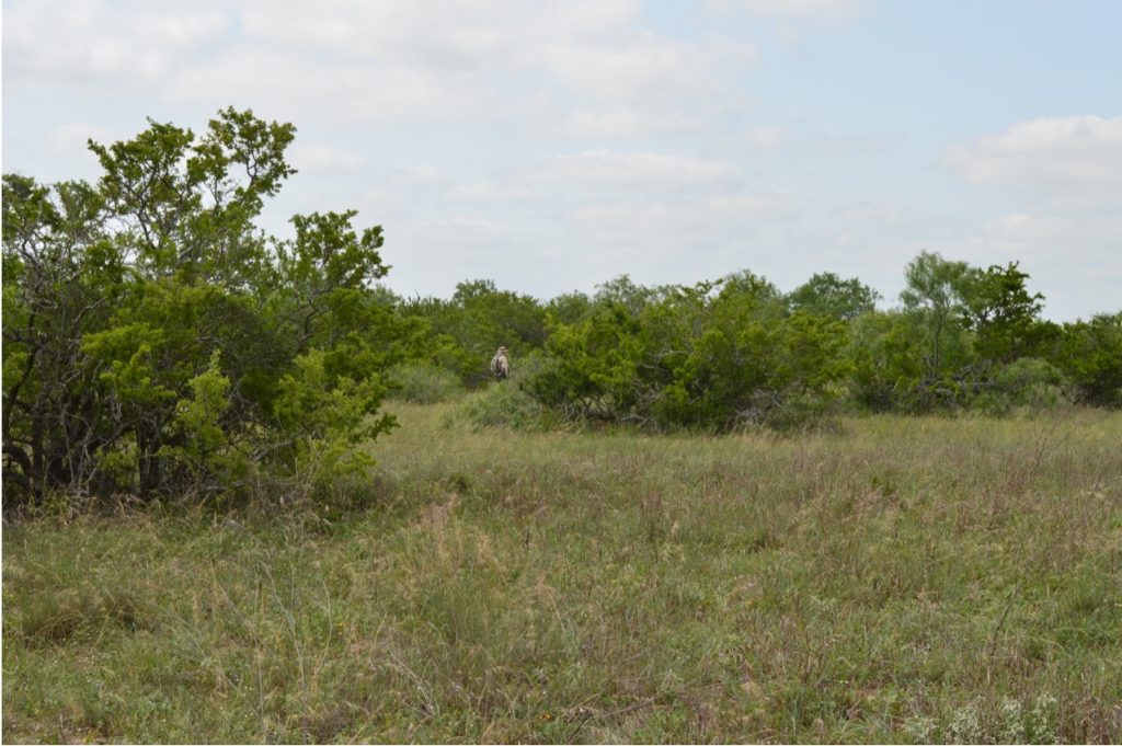 Don partially hidden in the brush