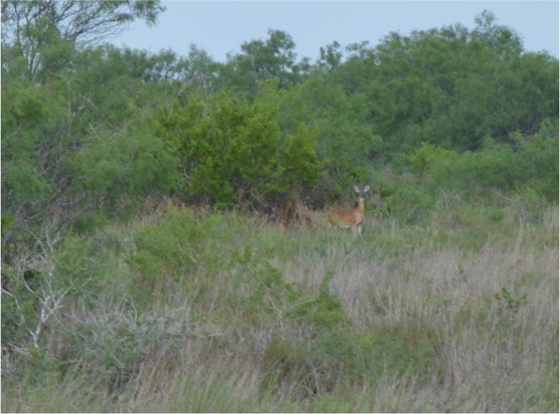 A deer in the brush