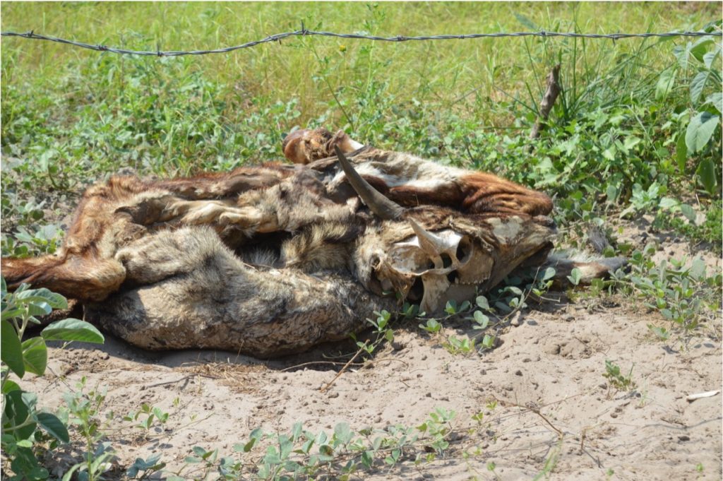 A decomposing Nilgai on a ranch