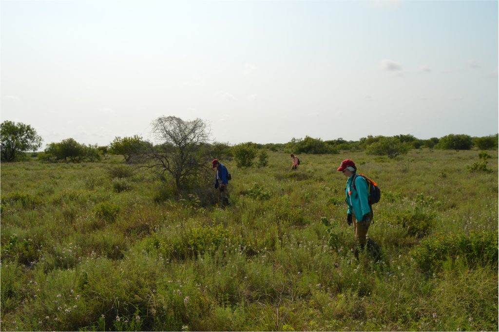 Team members searching on a ranch