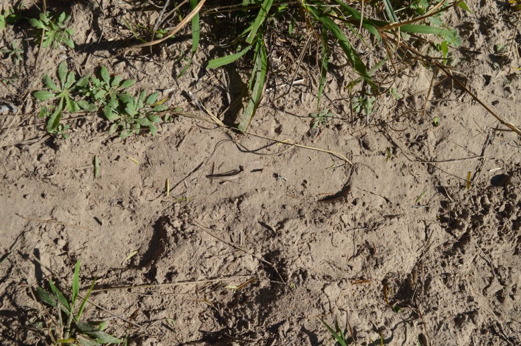 Dirt with some grass, clear footprint is visble