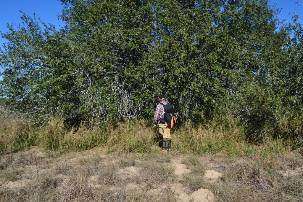 Chastidy standing at the threshold of a mass of trees (mot).