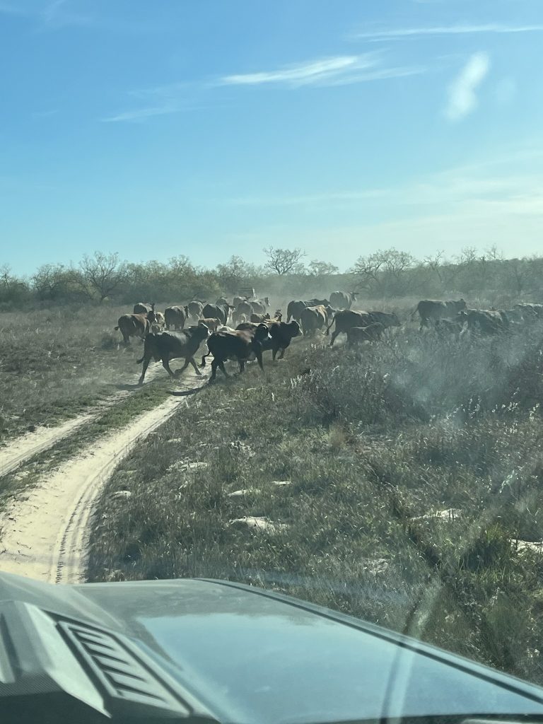 Herd of cows following behind our vehicles as we drive through the ranch.