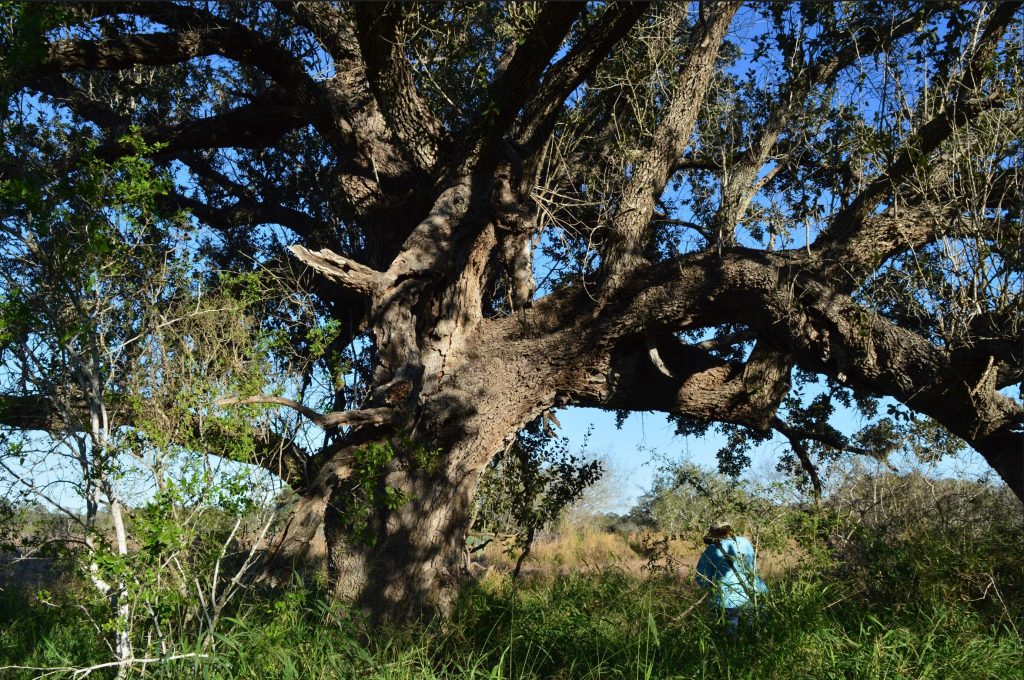 Dr. Latham standing as a reference to how big the trunk of the tree in the center of a mot is.