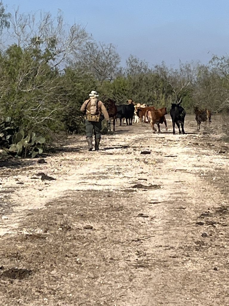 Ray walking towards cows