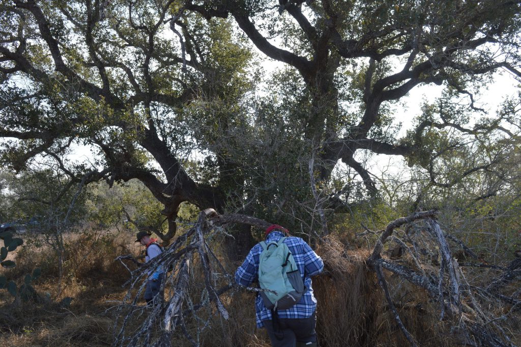 Lilly and Reed searching in a motte